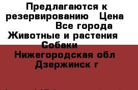Предлагаются к резервированию › Цена ­ 16 000 - Все города Животные и растения » Собаки   . Нижегородская обл.,Дзержинск г.